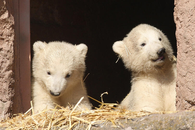 Unsere Eisbärchen Aleut und Gregor mit Mama Vera bei ihrem ersten Ausflug im Freigehege.