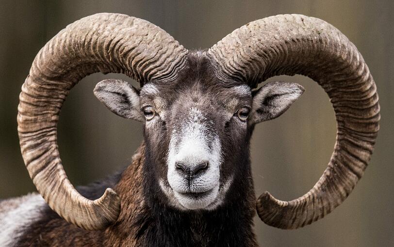 Waldbesitzer im Köschinger Forst machen die Mufflons für Schäden an Bäumen verantwortlich. Neun Widder sollen deshalb nun abgeschossen werden.