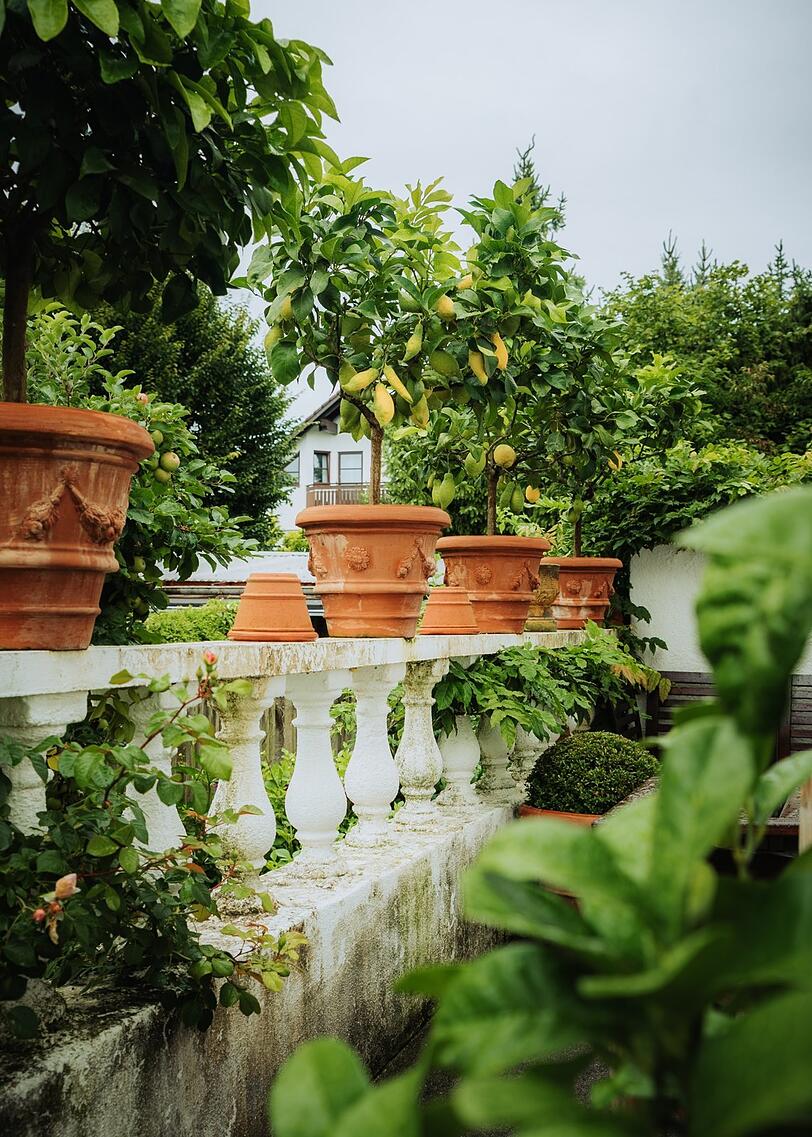 Terrakotta-Töpfe bringen mediterranes Flair in den Garten. Terrakotta-Töpfe bringen mediterranes Flair in den Garten.
