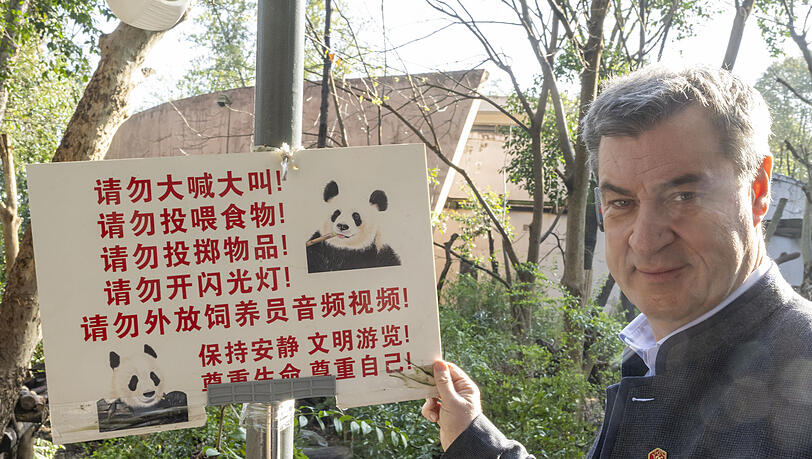 Markus Söder, (CSU) Ministerpräsident von Bayern, besuchte 2024 das Chengdu Research Base of Giant Panda Breeding, eine Aufzuchtstation für Pandabäre in China. Markus Söder, (CSU) Ministerpräsident von Bayern, besuchte 2024 das Chengdu Research Base of Giant Panda Breeding, eine Aufzuchtstation für Pandabäre in China.