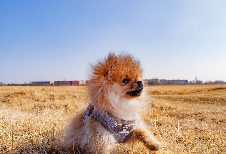 Lio-Fox