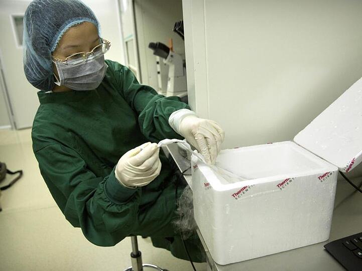 Zhou Xiaoqin platziert einen Embryo in seinem Speicherrohr in ein flüssiges Stickstoffbad.