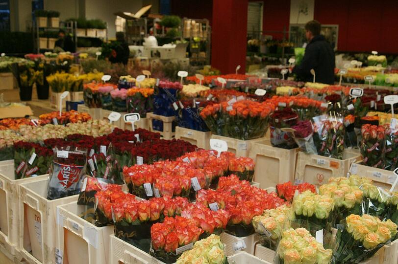Blütenpracht auf dem Blumengroßmarkt in der Schäftlarnstraße. In der Halle ist es sehr kalt, damit die Blumen länger frisch bleiben.