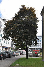 Dieser Baum in der Otkerstraße soll gefällt werden.