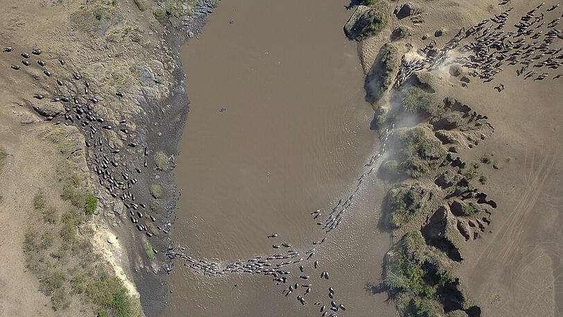 "Great Immigration Birds Eye View" in der Kategorie Wildlife.
