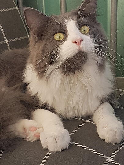 Balu