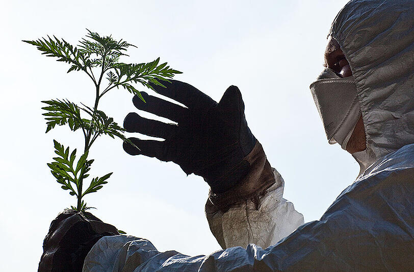 Ein Wissenschaftler mit Schutzanzug, Handschuhen und Feinstaubmaske untersucht eine der gefährlichen Ambrosia-Pflanzen.