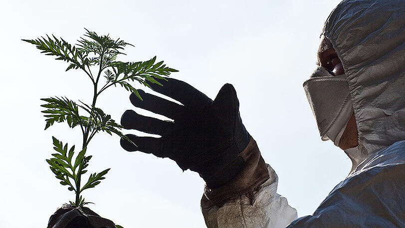 Ein Wissenschaftler mit Schutzanzug, Handschuhen und Feinstaubmaske untersucht eine der gefährlichen Ambrosia-Pflanzen. Ein Wissenschaftler mit Schutzanzug, Handschuhen und Feinstaubmaske untersucht eine der gefährlichen Ambrosia-Pflanzen.