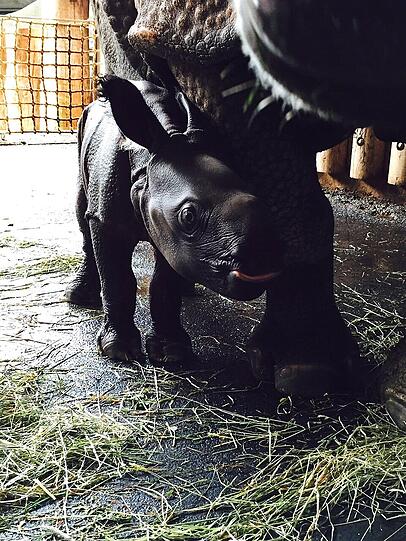 Der Sohn von Panzernashorn-Dame Rapti kam am 31. August zur Welt.