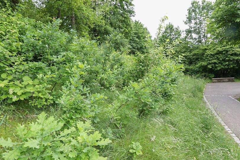 An die 40 kleine Eichen sprießen hier wild an der Hangkante, die früher regelmäßig gemäht wurde. Jetzt stehen die Bäumchen unter Schutz.