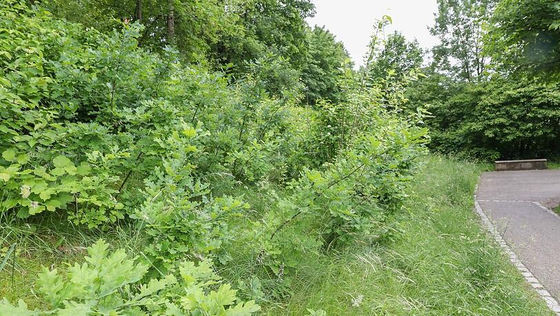 An die 40 kleine Eichen sprießen hier wild an der Hangkante, die früher regelmäßig gemäht wurde. Jetzt stehen die Bäumchen unter Schutz. An die 40 kleine Eichen sprießen hier wild an der Hangkante, die früher regelmäßig gemäht wurde. Jetzt stehen die Bäumchen unter Schutz.