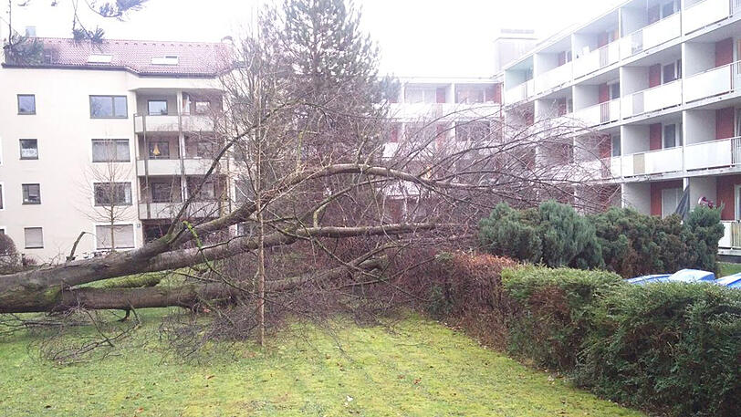 Das Unwetter brachte orkanartige Böen mit sich - der Sturm riss sogar ganze Bäume aus dem Boden, wie hier in einem Hof in Berg am Laim.