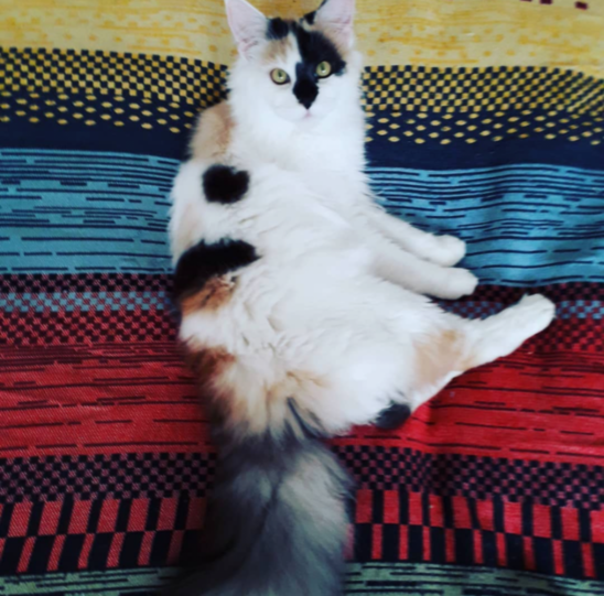 Khalessi