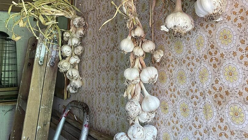 Eigener Knoblauch trocknet in der Kammer mit Blümchentapete. Eigener Knoblauch trocknet in der Kammer mit Blümchentapete.