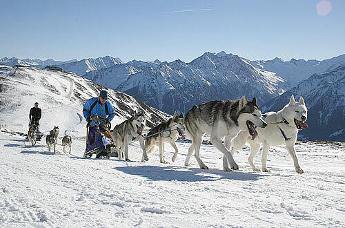 Die Huskies geben alles beim höchstgelegenen Schlittenhunderennen Österreichs. Foto: PR