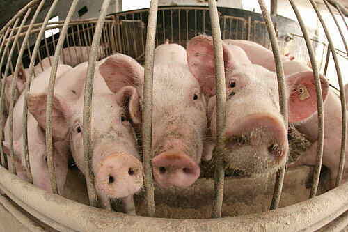 600 Schweine verendeten beim Brand eines Bauernhofes im Kreis Erding. (Archivbild)