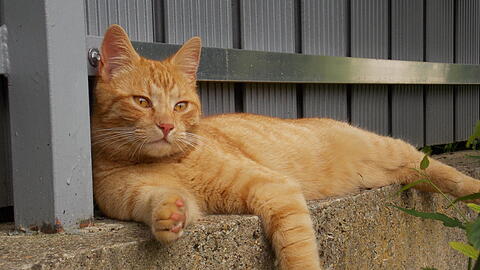 Kater Timmy hat es sich im Garten gemütlich gemacht. Foto: Katrin Kellner