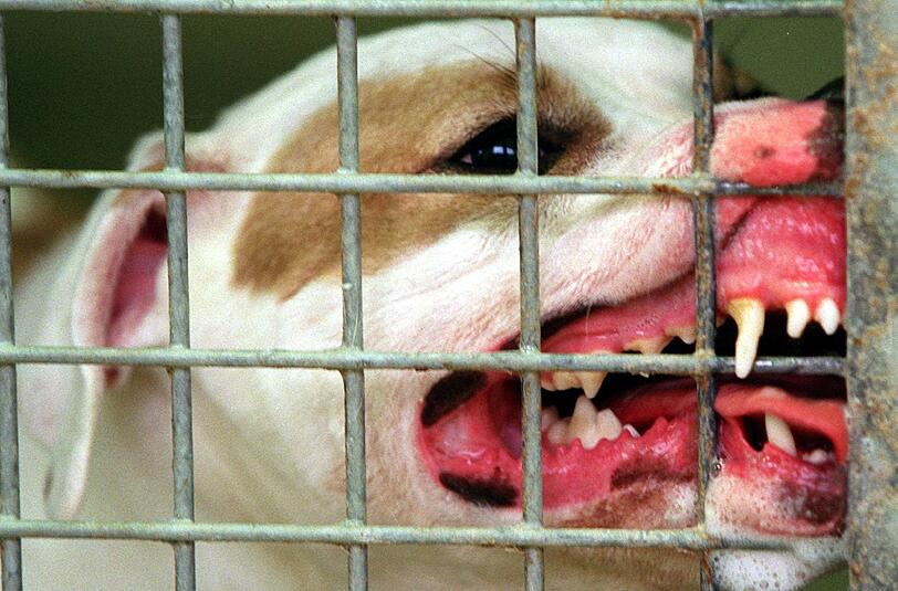 In einem Dorf bei Moskau haben mehrere Hunde ein Kleinkind tot gebissen. (Symbolbild)