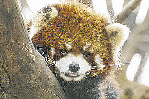 Die Untersuchung zum Tod der Pandas läuft.