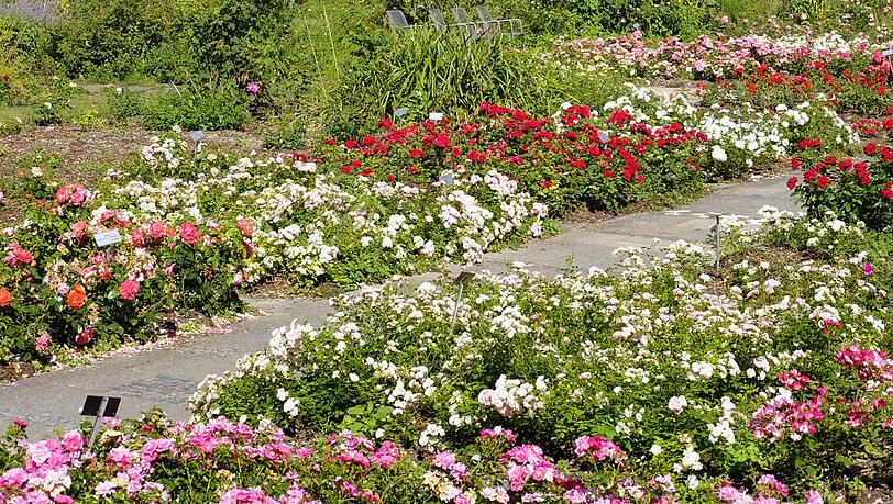 Blühende Rosen im Rosengarten in Untergiesing.