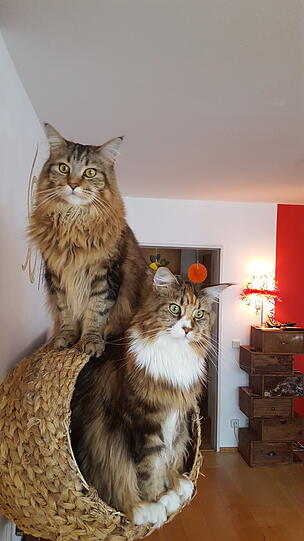 Ciuccio und Bella