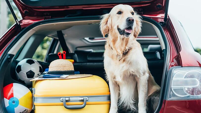 Urlaub geplant? Für viele Besitzer ein Grund, ihr Haustier abzugeben - oder auszusetzen.
