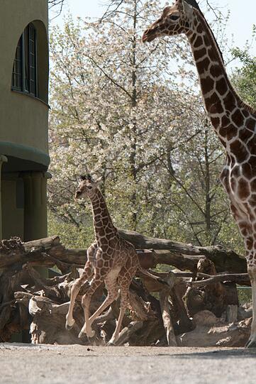 Ein zuckersüßes Giraffenbaby wartet im Tierpark Hellabrunn auf Besucher. Zwei Wochen ist es gerade alt. Hier gibt's schon mal die nettesten Fotos von dem putzigem Tierchen.