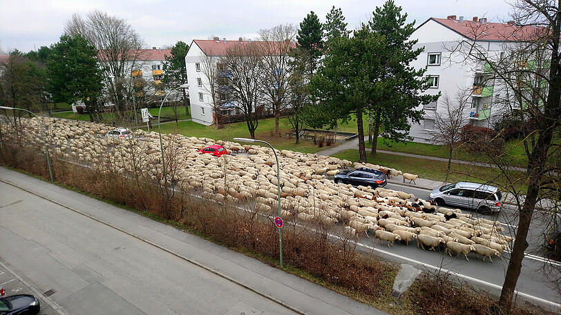 Die unzähligen Schafe in der Landshuter Konrad-Adenauer-Straße.