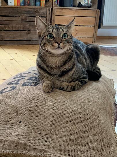 Prinzi