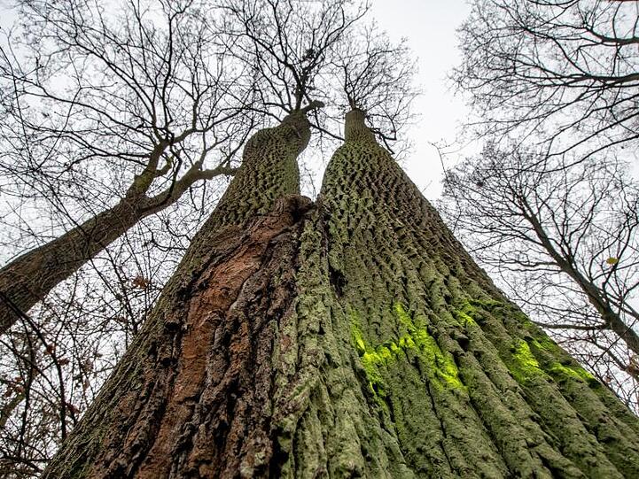 Ein markierter Baum steht im Dörnbergpark in der Regensburger Innenstadt. Foto: Armin Weigel