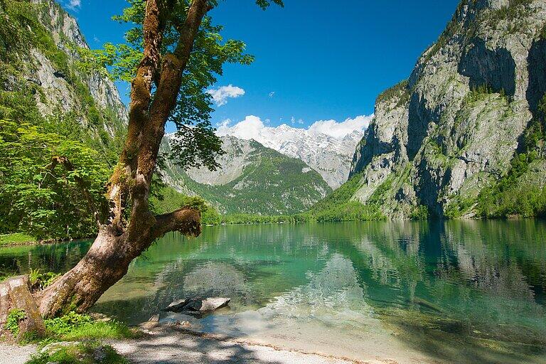 Vorbei an solch traumhaften Ufern schippert man auf dem Königssee – umgeben von einer beeindruckenden Bergkulisse und glasklarem Wasser. Vorbei an solch traumhaften Ufern schippert man auf dem Königssee – umgeben von einer beeindruckenden Bergkulisse und glasklarem Wasser.