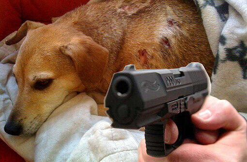 Unglaublich: Dieser kleinen Hund wurde angeschossen. Die Wunden sind auf dem Foto noch zu sehen.