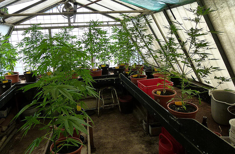 Die Plantage des Mannes in Traunreut.