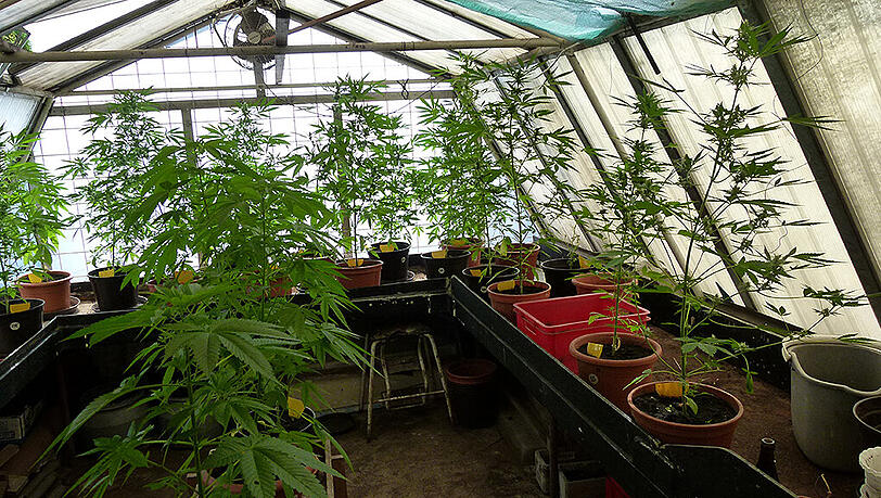 Die Plantage des Mannes in Traunreut.