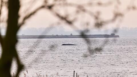 Die Wasserschutzpolizei kann keine Ver&auml;nderung des Zustands des Wales beobachten (Archivbild).