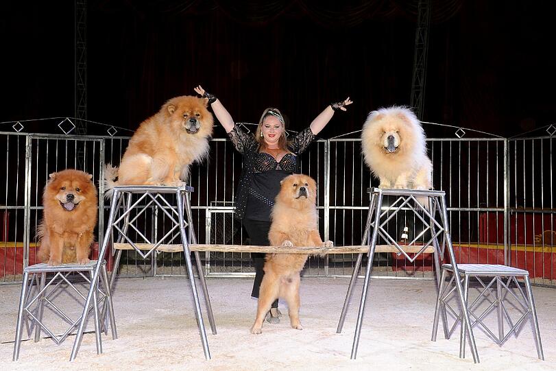 Die junge Tiertrainerin Harley Stifter führt eine Tier-Revue mit Chow Chows vor.