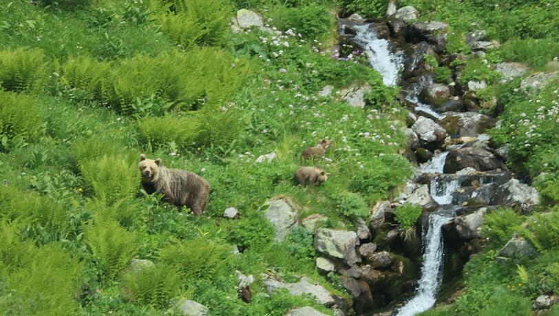 Eine B&auml;rin geht mit ihrem Nachwuchs durch ein Tal in der Westtatra in der Slowakei. Nach offiziellen Z&auml;hlungen gibt es in der Slowakei rund 1.200 freilebende B&auml;ren. (Archivbild)