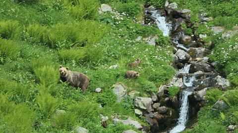 Eine B&auml;rin geht mit ihrem Nachwuchs durch ein Tal in der Westtatra in der Slowakei. Nach offiziellen Z&auml;hlungen gibt es in der Slowakei rund 1.200 freilebende B&auml;ren. (Archivbild)