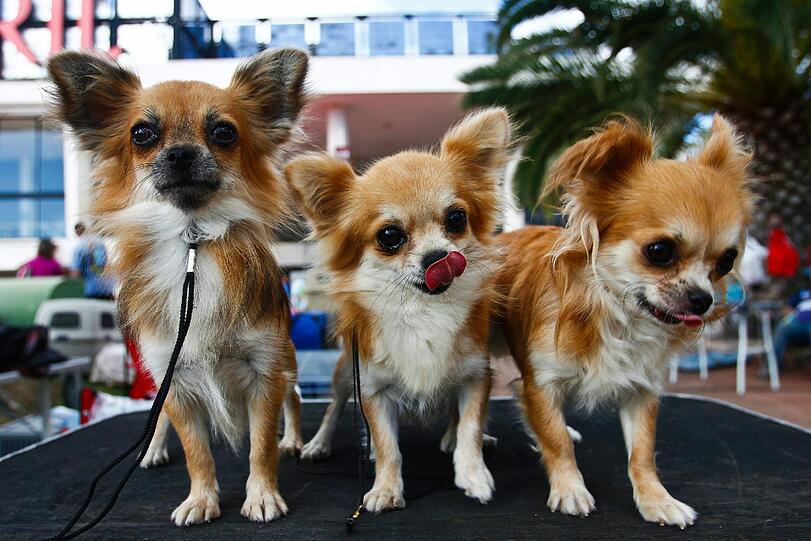 Style ist alles! Bei verschiedenen Schönheitswettbewerben wird der schönste Hund gekürt. Die Bilder von den Wettbewerben in Rotterdamm und Estoril.