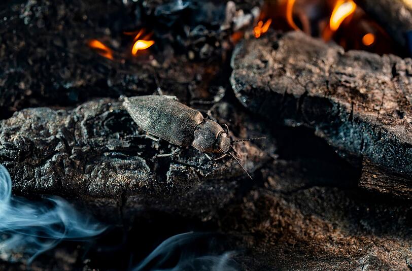 Der Schwarze Kiefernprachtkäfer/ Melanophila acuminata kann einen Waldbrand in über 80 Kilometer Entfernung spüren und braucht frisch verbranntes Holz um sich fortzupflanzen. Der Schwarze Kiefernprachtkäfer/ Melanophila acuminata kann einen Waldbrand in über 80 Kilometer Entfernung spüren und braucht frisch verbranntes Holz um sich fortzupflanzen.