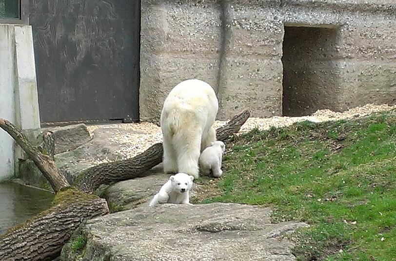 Weitere Bilder von der Vorstellung der Eisbären-Babys.