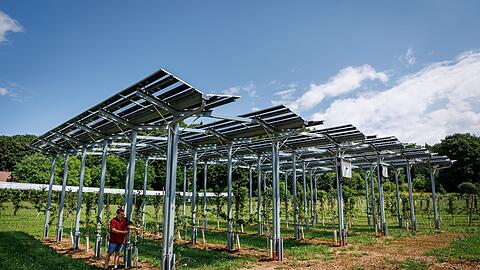 Die Agri-PV-Anlage soll zeigen, wie Kirschb&auml;ume gedeihen und gleichzeitig Strom produziert werden kann.