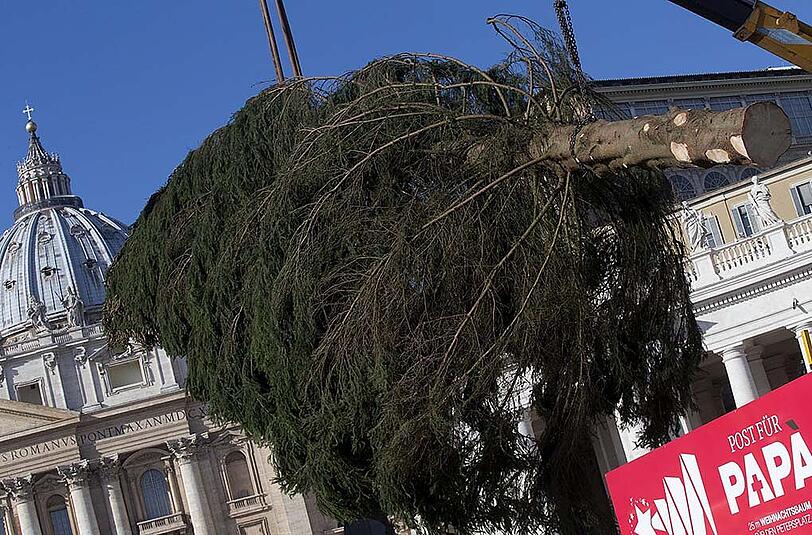 Ein Weihnachtsbaum für den Papst: Die Bilder vom Aufbau der Rottanne am Petersplatz.