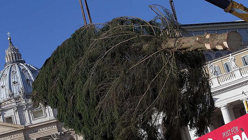 Ein Weihnachtsbaum für den Papst: Die Bilder vom Aufbau der Rottanne am Petersplatz. Ein Weihnachtsbaum für den Papst: Die Bilder vom Aufbau der Rottanne am Petersplatz.