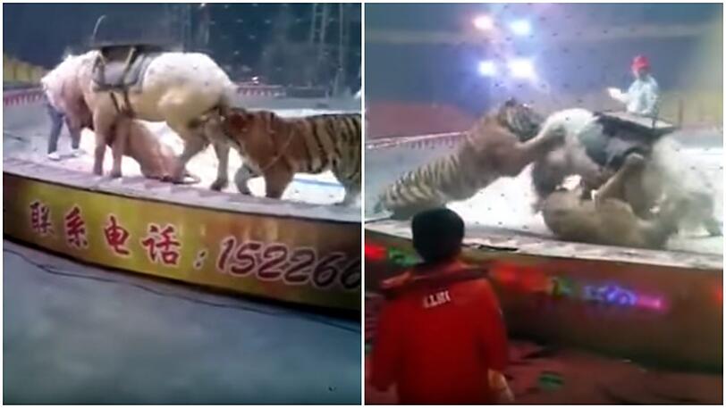 Kaum zu glauben: Das Pferd soll den Angriff des Löwens und des Tigers überlebt haben.