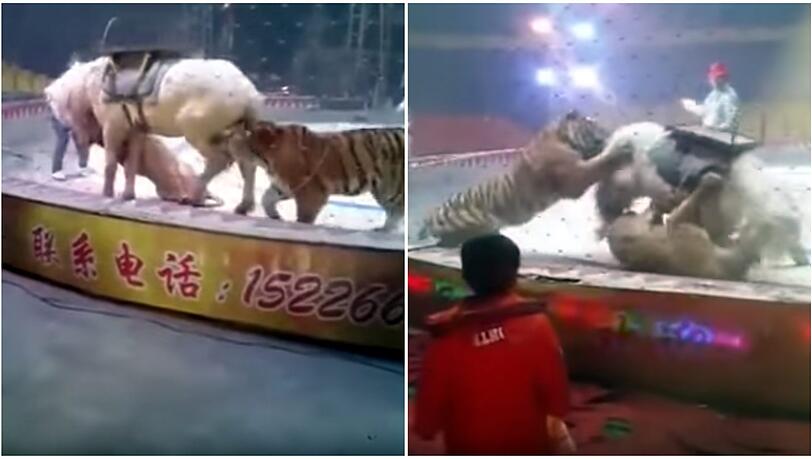 Kaum zu glauben: Das Pferd soll den Angriff des Löwens und des Tigers überlebt haben. Kaum zu glauben: Das Pferd soll den Angriff des Löwens und des Tigers überlebt haben.