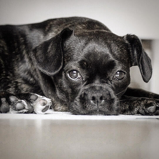 Meli