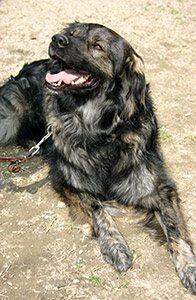 Herdenschutzhund-Mischling Spiky wurde im Jahr 2006 geboren und ist kastriert. Rassebedingt ist er sehr wachsam und beschützend.
