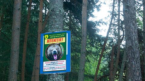 Ein Schild warnt vor B&auml;ren am Rande einer Bergstra&szlig;e in den Karpaten. (Archivbild)