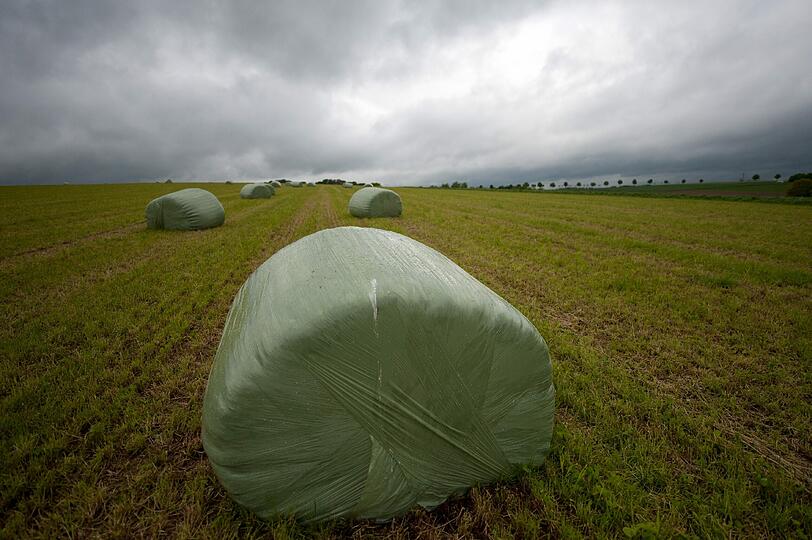 Die Heuballen wurden feucht und vergammelten - die Kühe starben.
